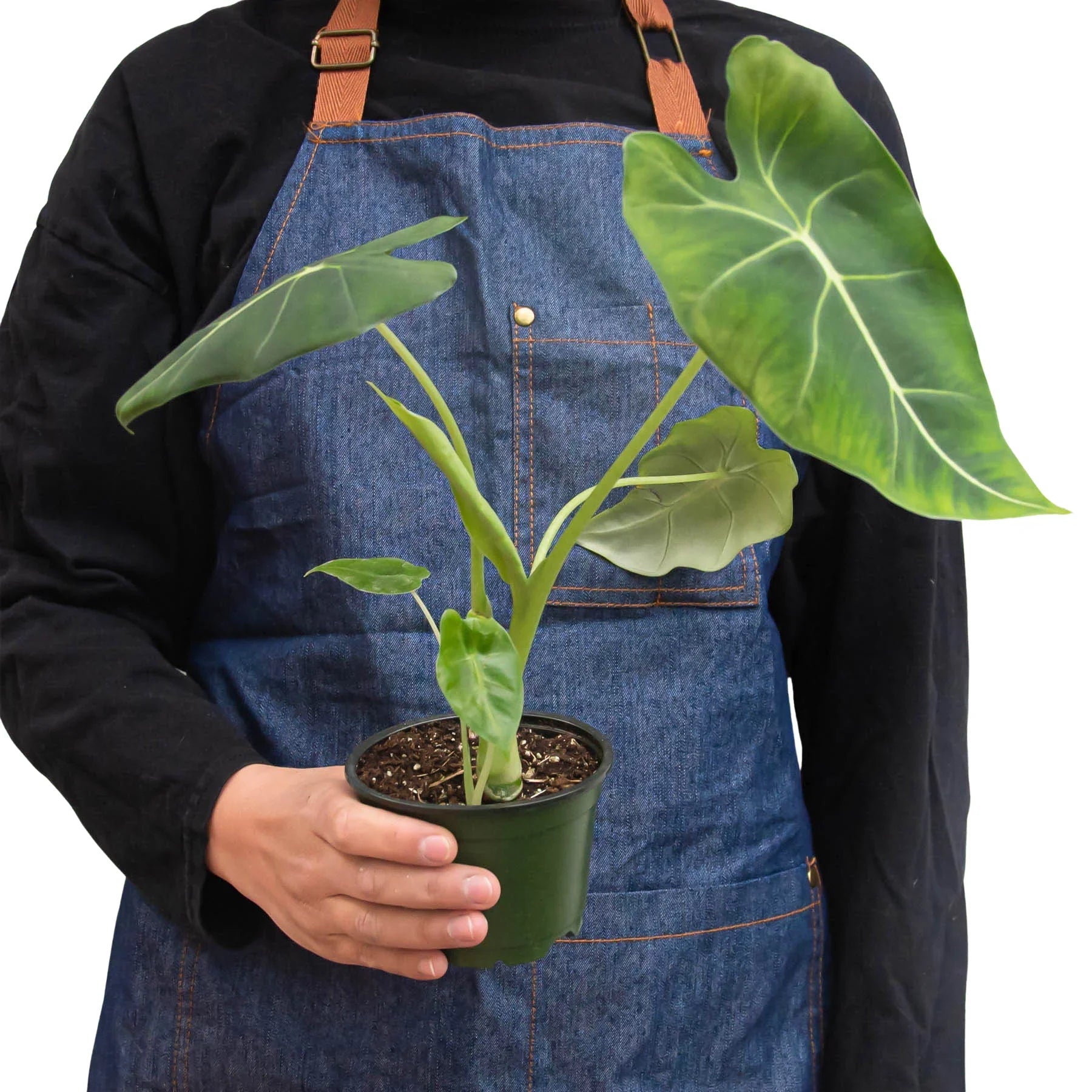 Alocasia Micholitziana 'Frydek' - Planty Love Co