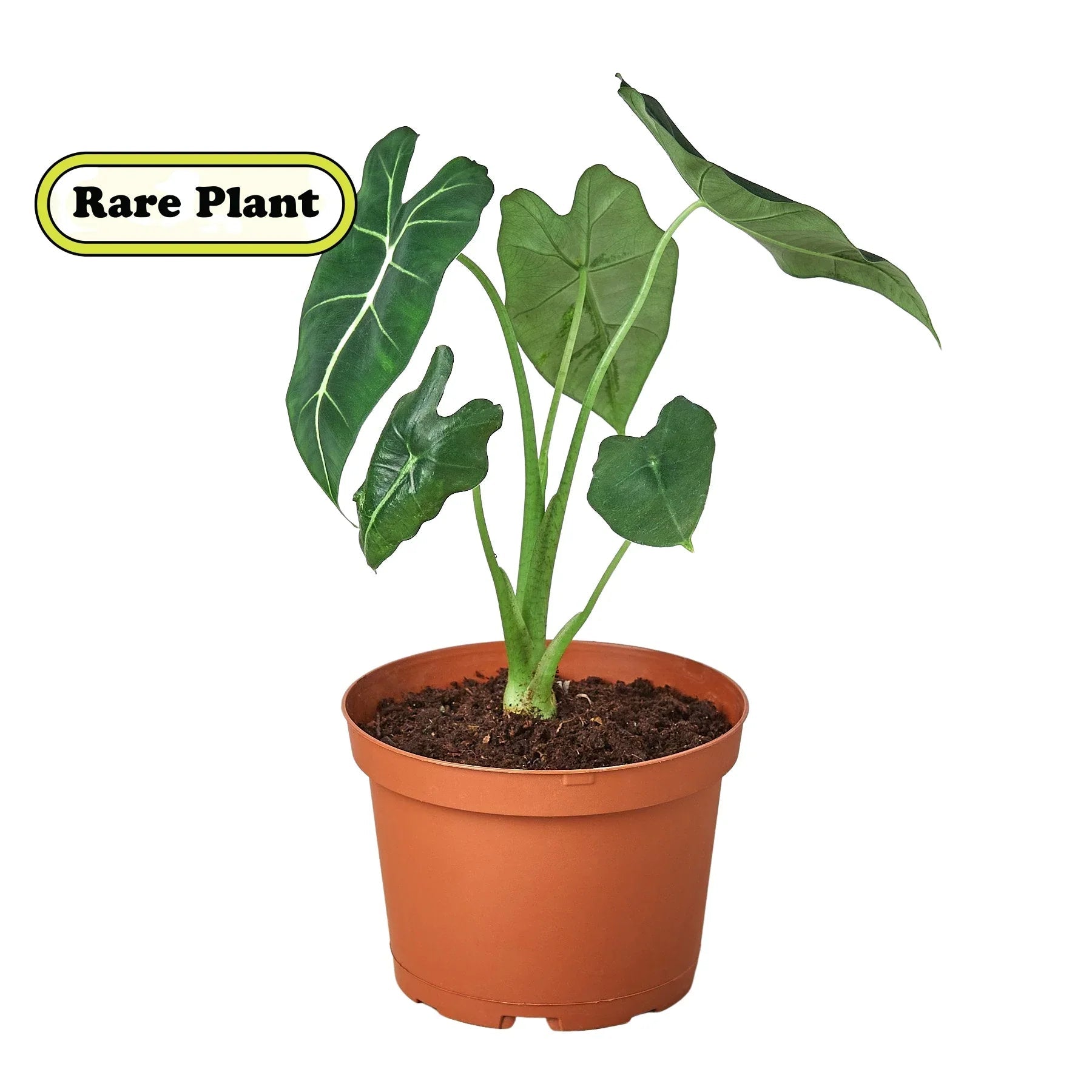 Alocasia Micholitziana 'Frydek' - Planty Love Co