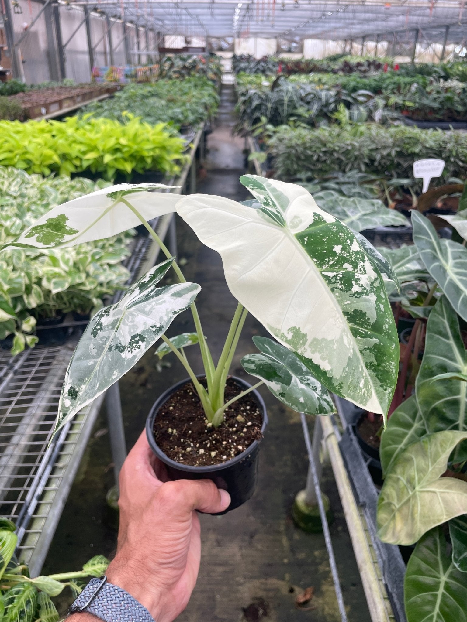 Alocasia Micholitziana 'Frydek' Variegated - 4" Pot - Planty Love Co