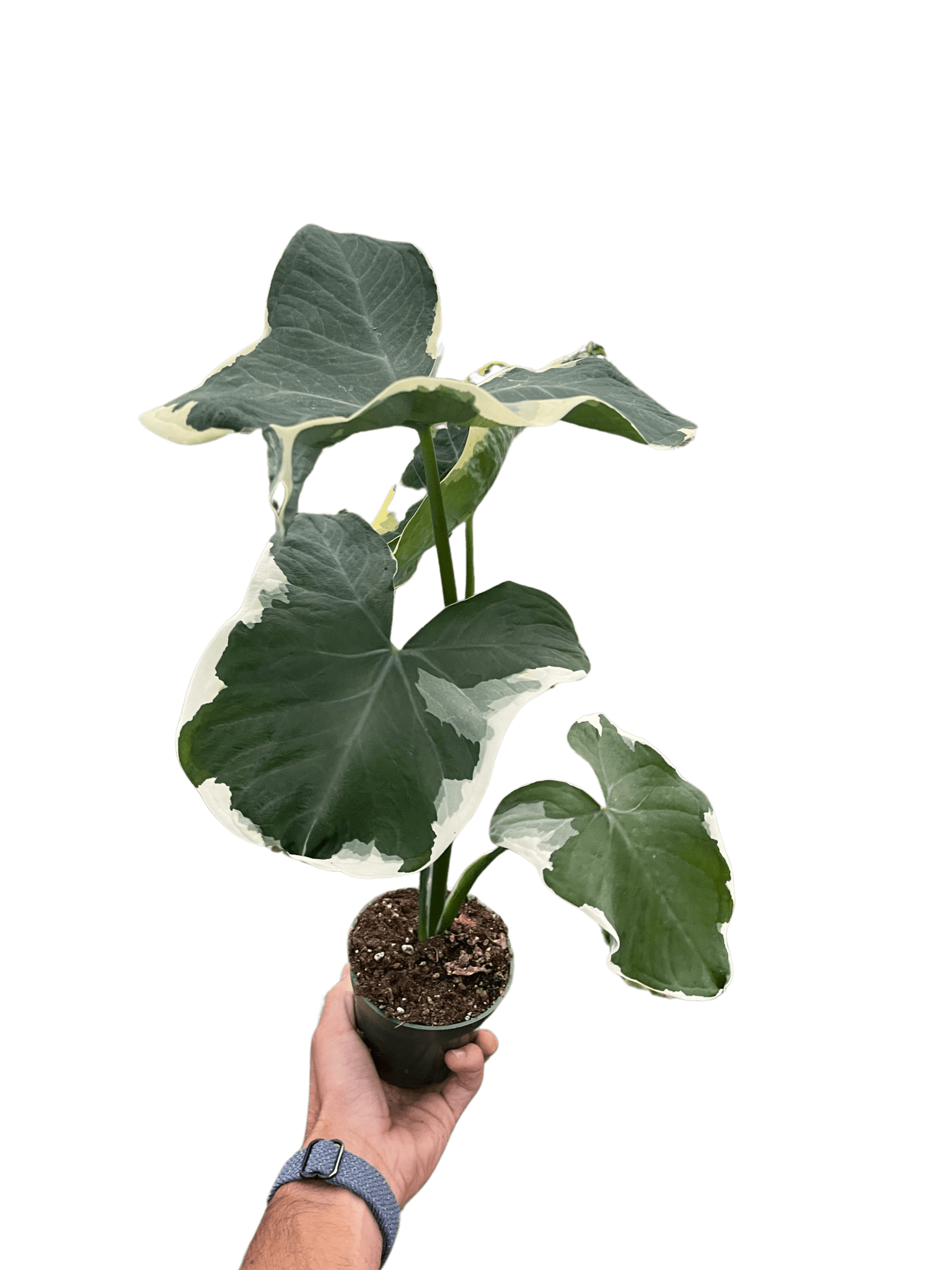 Alocasia 'Mickey Mouse' (Xanthosoma sagittifolium 'Variegatum Monstrosum') - Planty Love Co