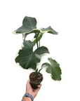 Alocasia 'Mickey Mouse' (Xanthosoma sagittifolium 'Variegatum Monstrosum') - Planty Love Co