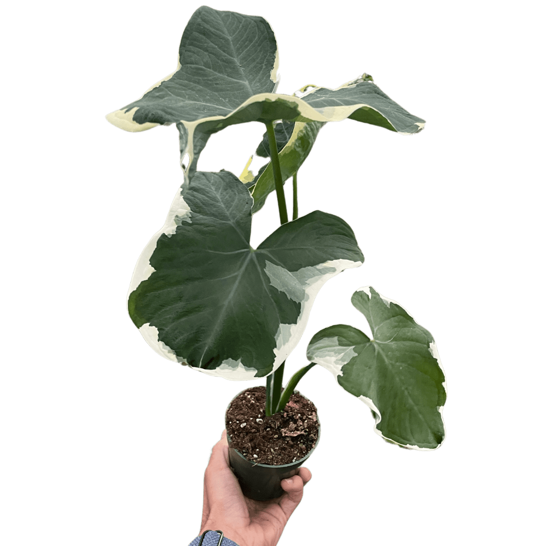 Alocasia 'Mickey Mouse' (Xanthosoma sagittifolium 'Variegatum Monstrosum') - Planty Love Co