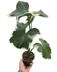 Alocasia 'Mickey Mouse' (Xanthosoma sagittifolium 'Variegatum Monstrosum') - Planty Love Co