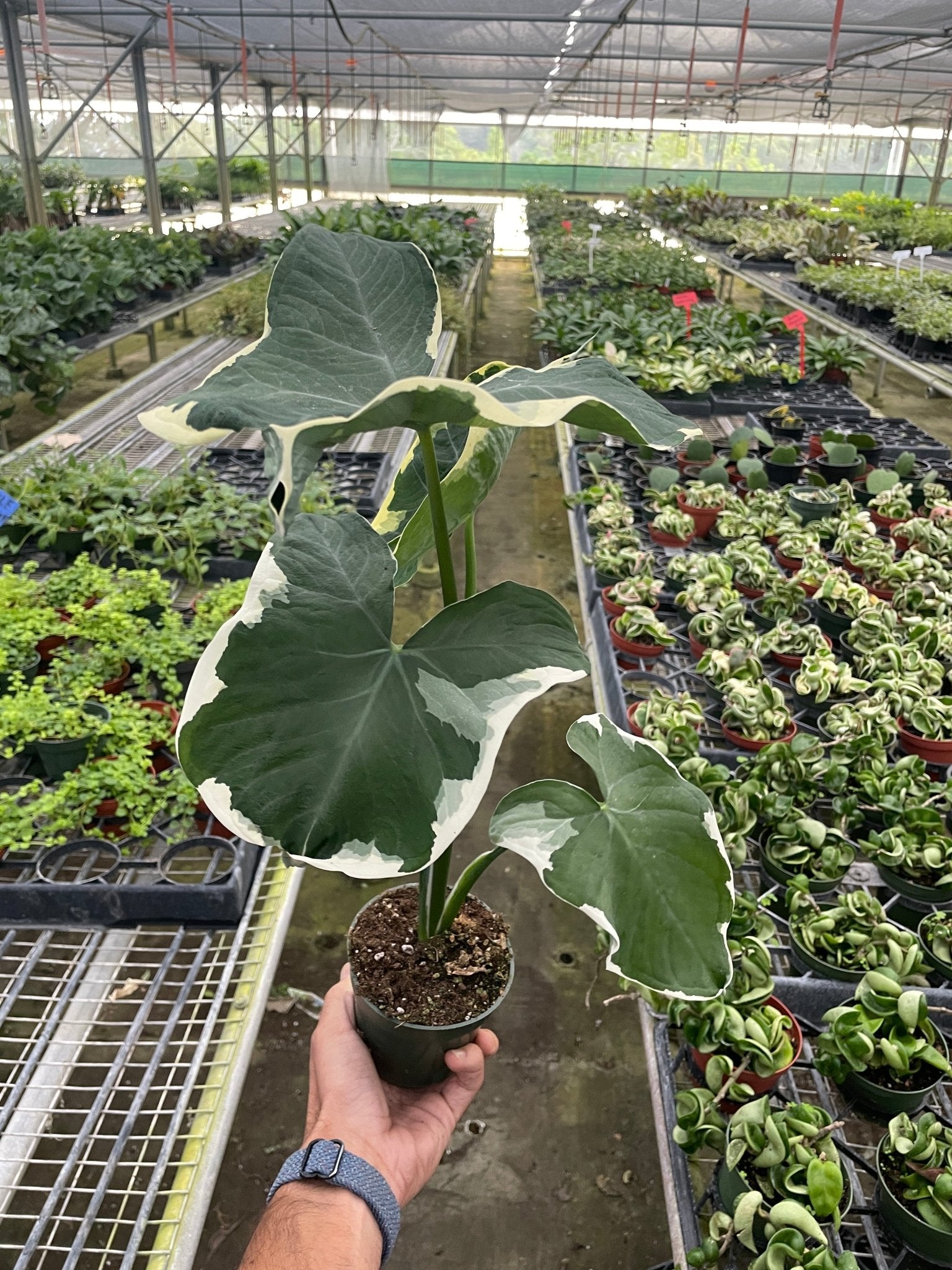 Alocasia 'Mickey Mouse' (Xanthosoma sagittifolium 'Variegatum Monstrosum') - Planty Love Co
