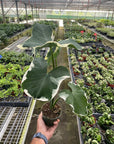 Alocasia 'Mickey Mouse' (Xanthosoma sagittifolium 'Variegatum Monstrosum') - Planty Love Co