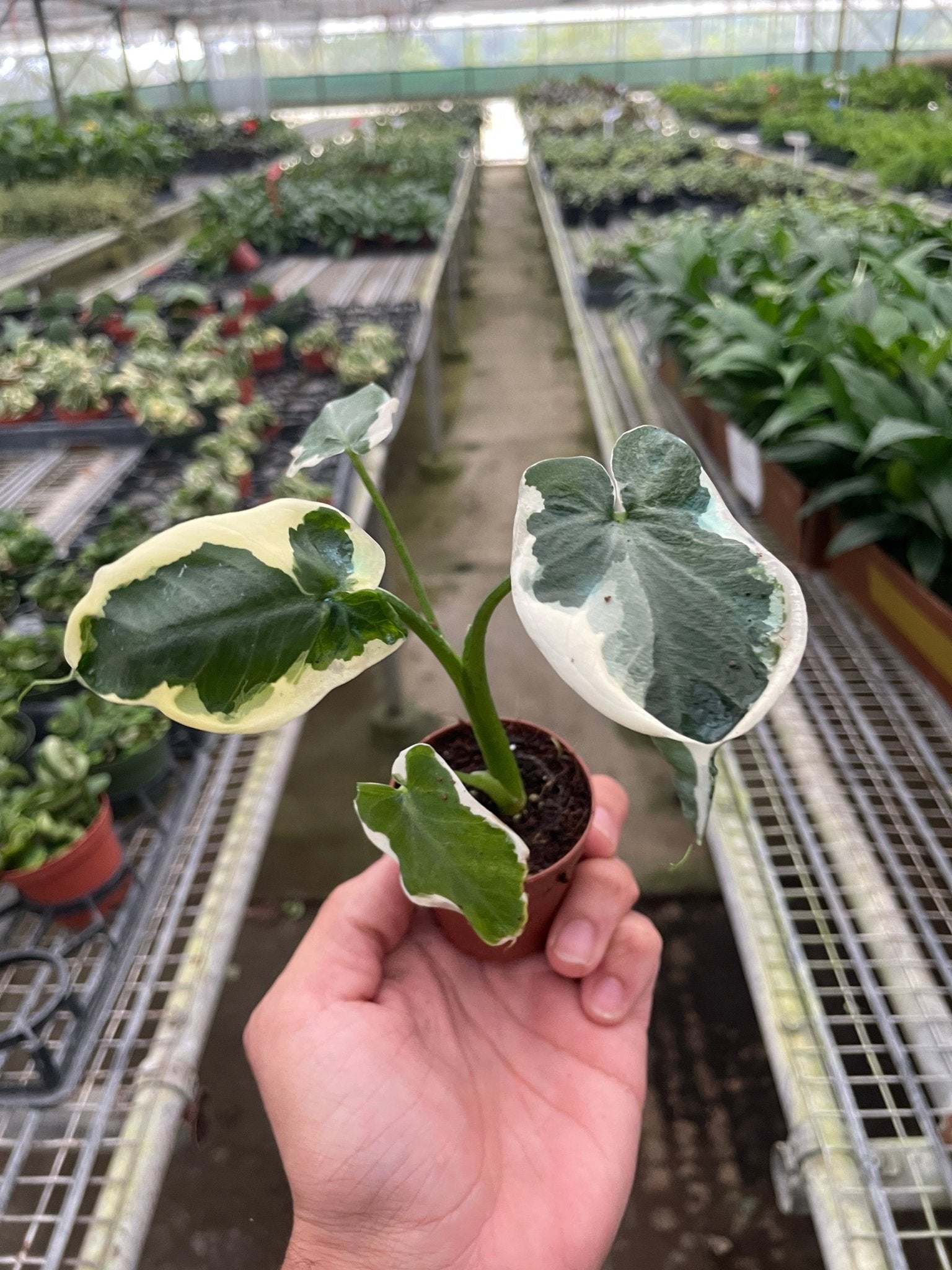 Alocasia 'Mickey Mouse' (Xanthosoma sagittifolium 'Variegatum Monstrosum') - Planty Love Co