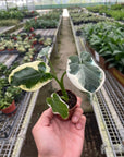 Alocasia 'Mickey Mouse' (Xanthosoma sagittifolium 'Variegatum Monstrosum') - Planty Love Co