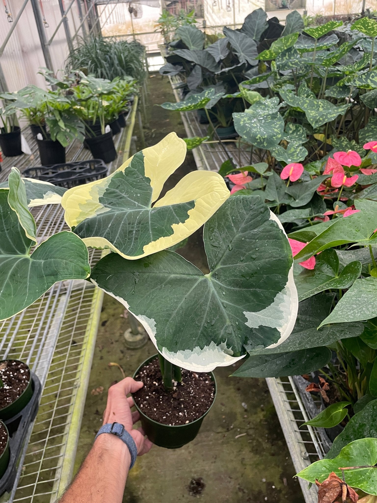 Alocasia 'Mickey Mouse' (Xanthosoma sagittifolium 'Variegatum Monstrosum') - Planty Love Co