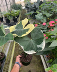 Alocasia 'Mickey Mouse' (Xanthosoma sagittifolium 'Variegatum Monstrosum') - Planty Love Co