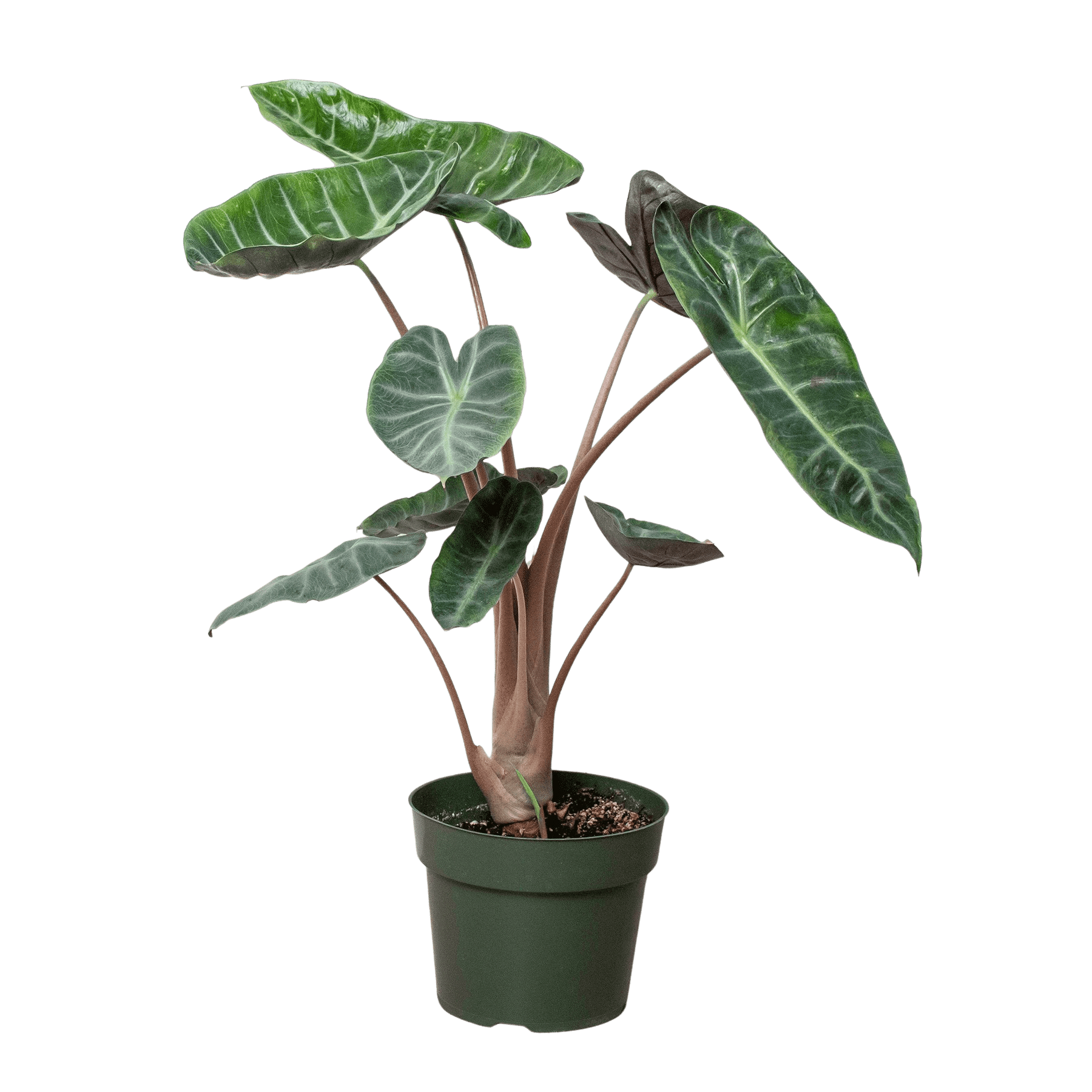 Alocasia Pink Dragon - Planty Love Co
