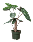 Alocasia Pink Dragon - Planty Love Co