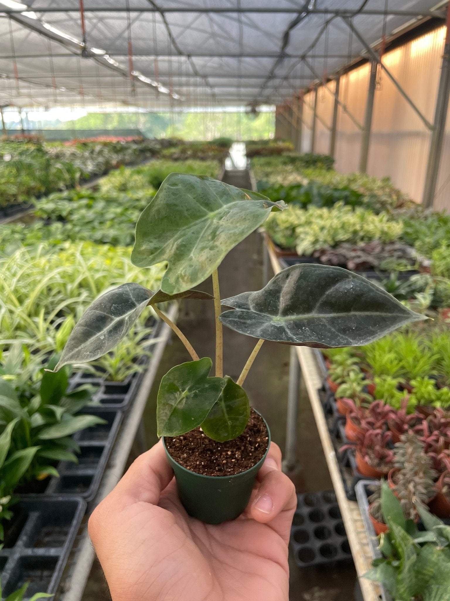 Alocasia Polly 'African Mask' - Planty Love Co