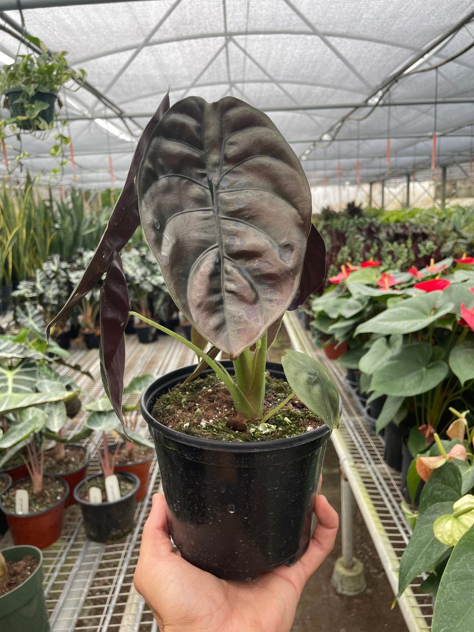 Alocasia 'Red Secret' - Planty Love Co
