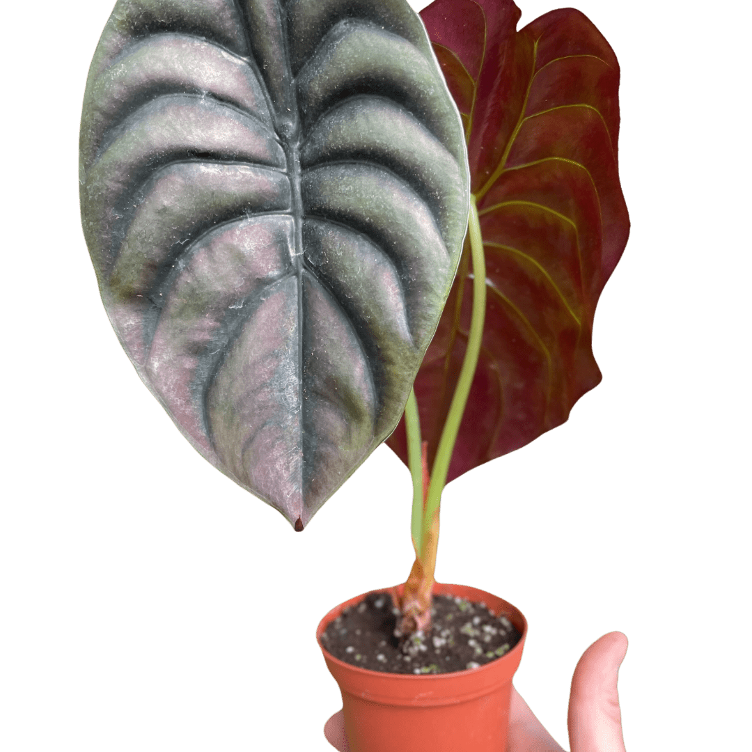 Alocasia 'Red Secret' - Planty Love Co
