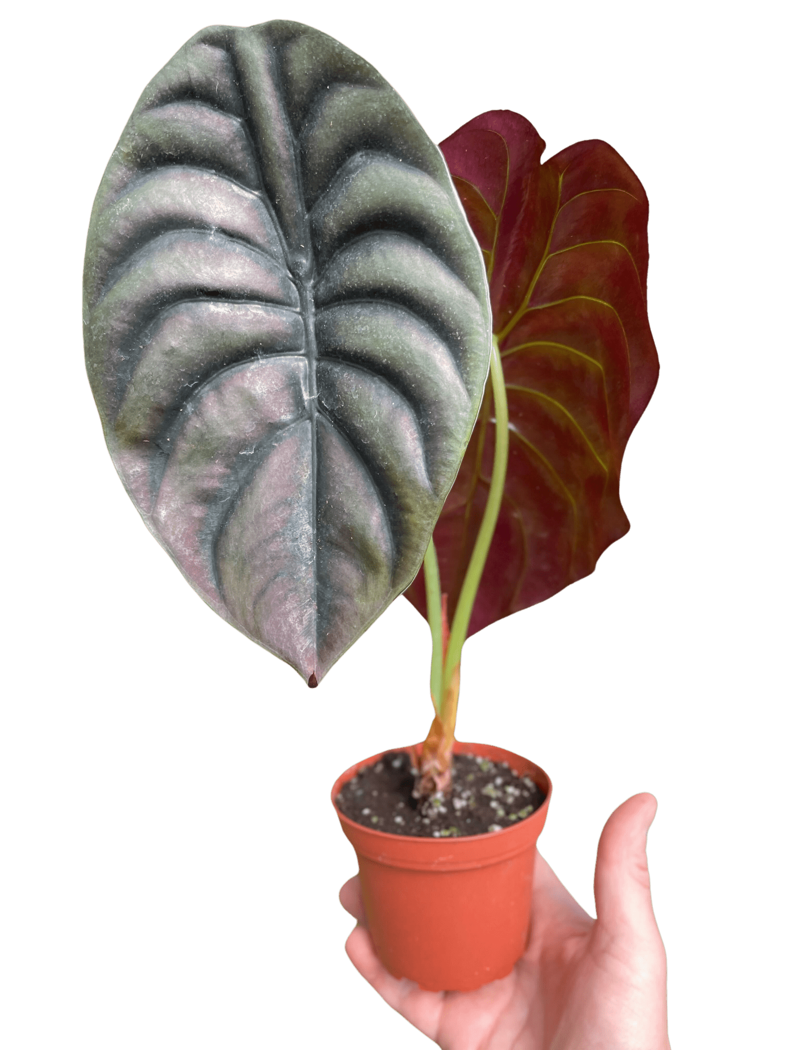 Alocasia 'Red Secret' - Planty Love Co