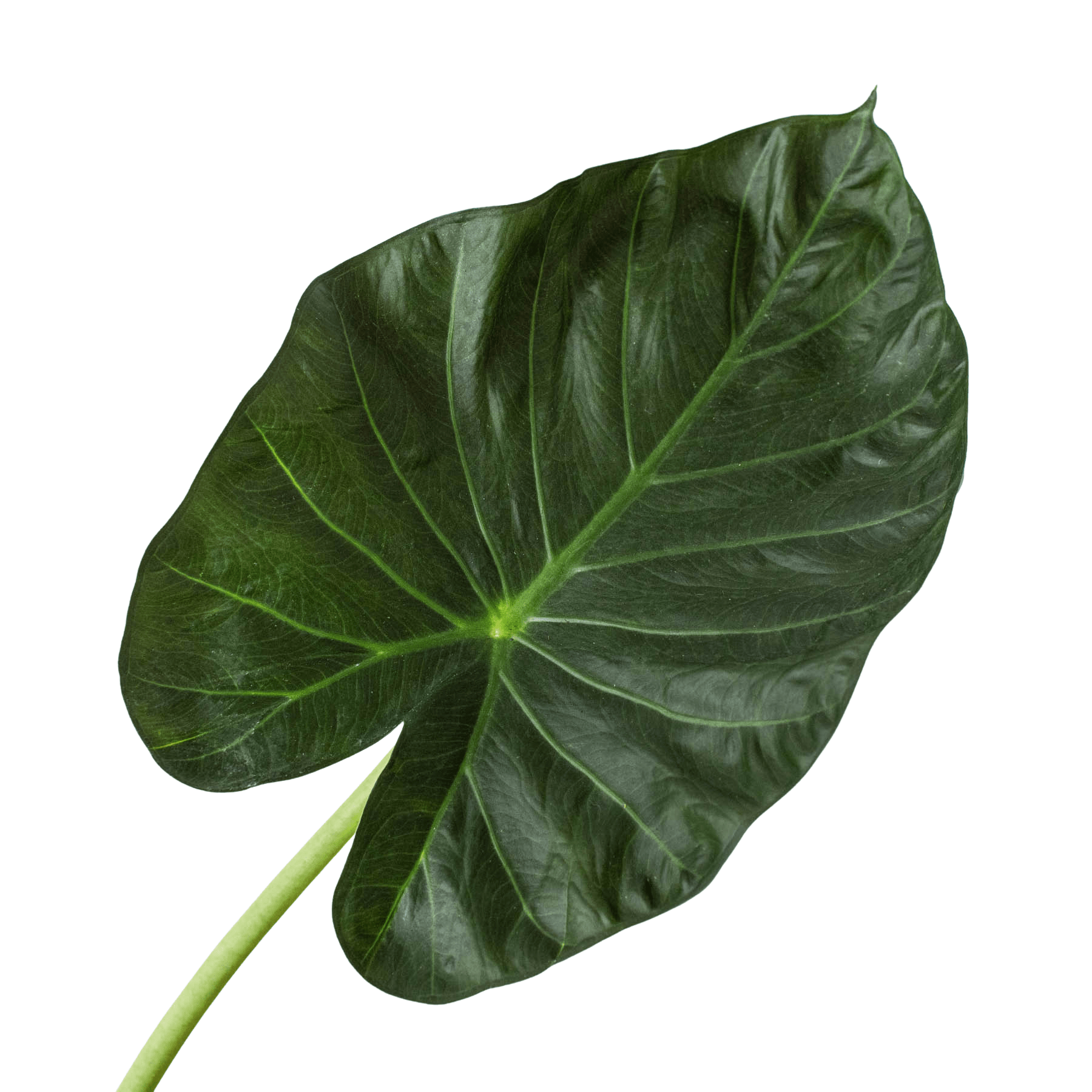 Alocasia 'Regal Shields' - Planty Love Co