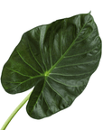 Alocasia 'Regal Shields' - Planty Love Co