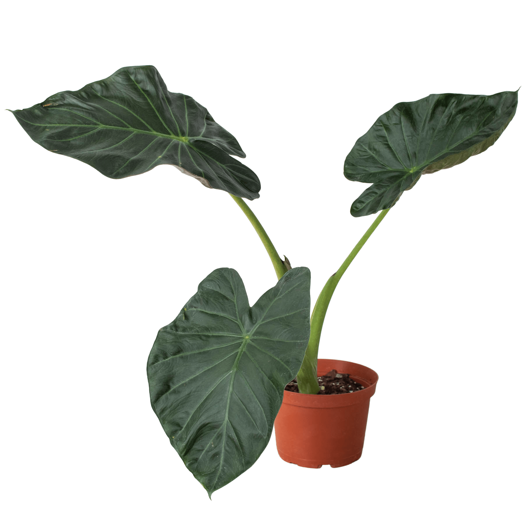 Alocasia 'Regal Shields' - Planty Love Co