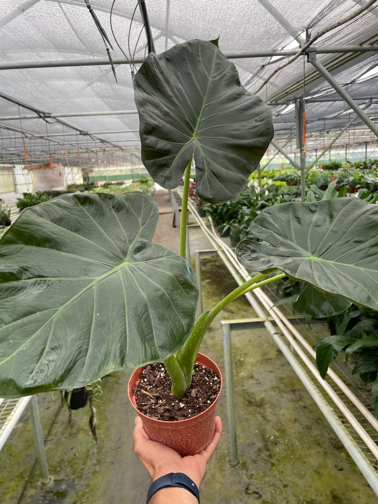 Alocasia 'Regal Shields' - Planty Love Co