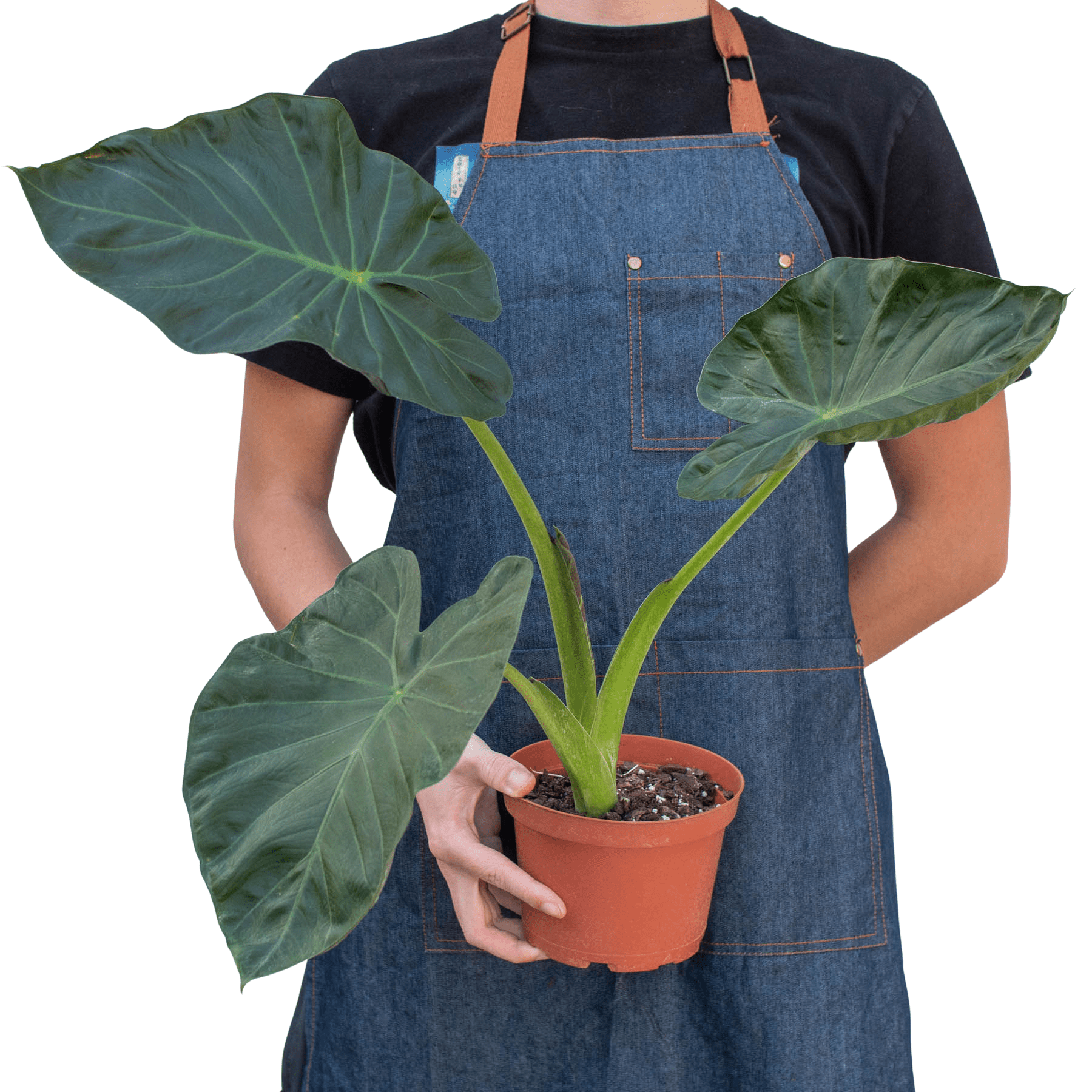 Alocasia 'Regal Shields' - Planty Love Co