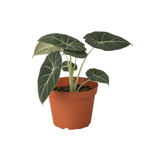 Alocasia Reginula 'Black Velvet' - Planty Love Co