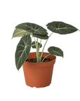 Alocasia Reginula 'Black Velvet' - Planty Love Co