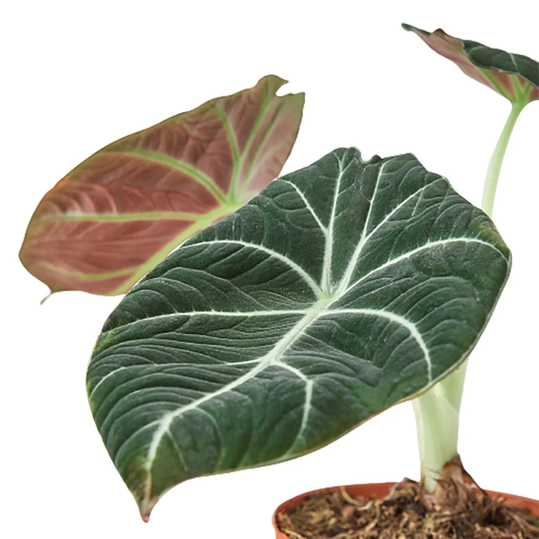Alocasia Reginula 'Black Velvet' - Planty Love Co
