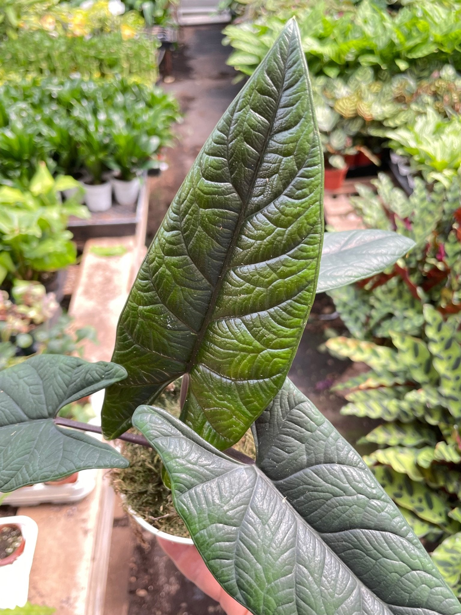 Alocasia 'Scalprum' - Planty Love Co