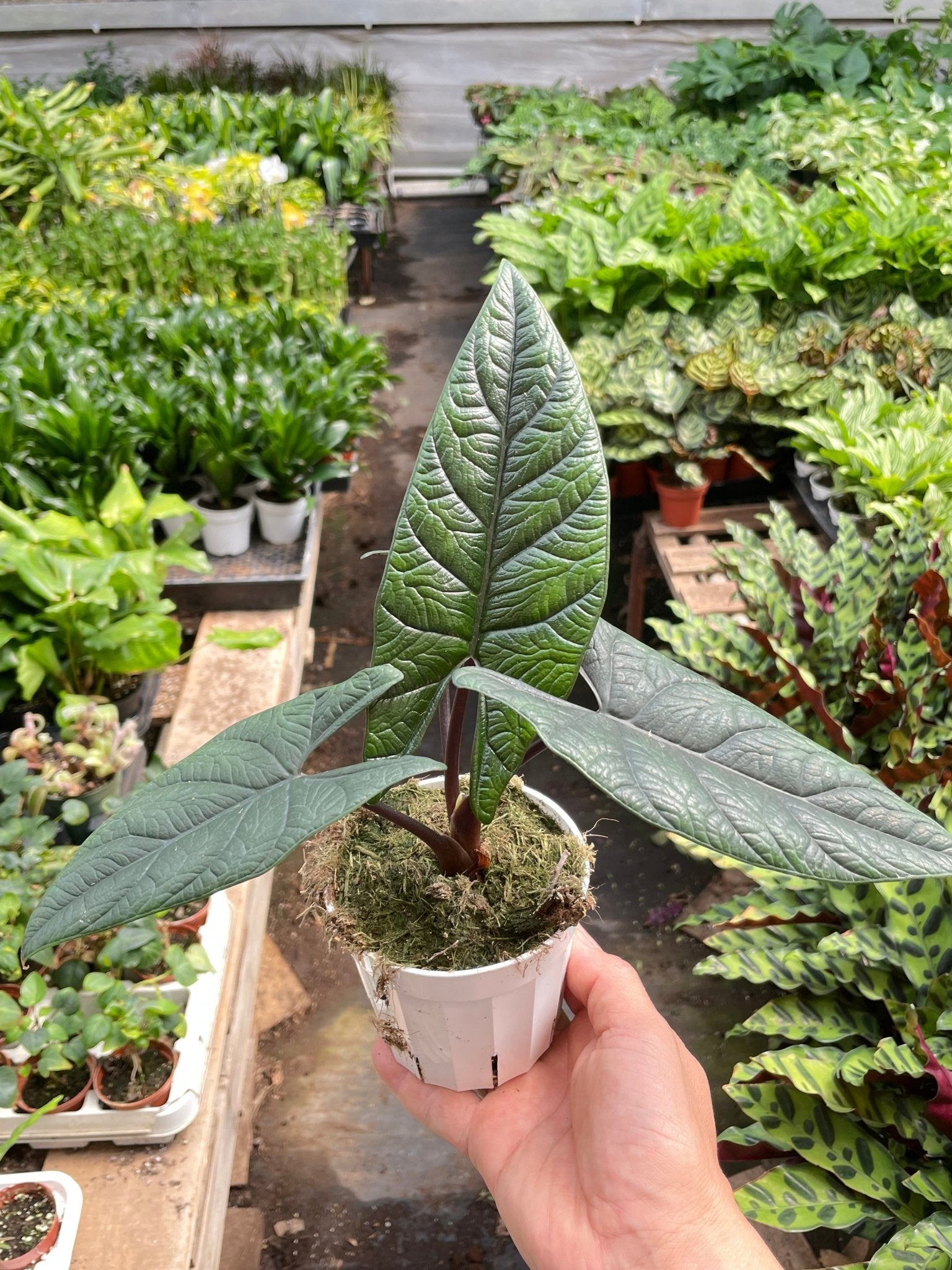 Alocasia 'Scalprum' - Planty Love Co