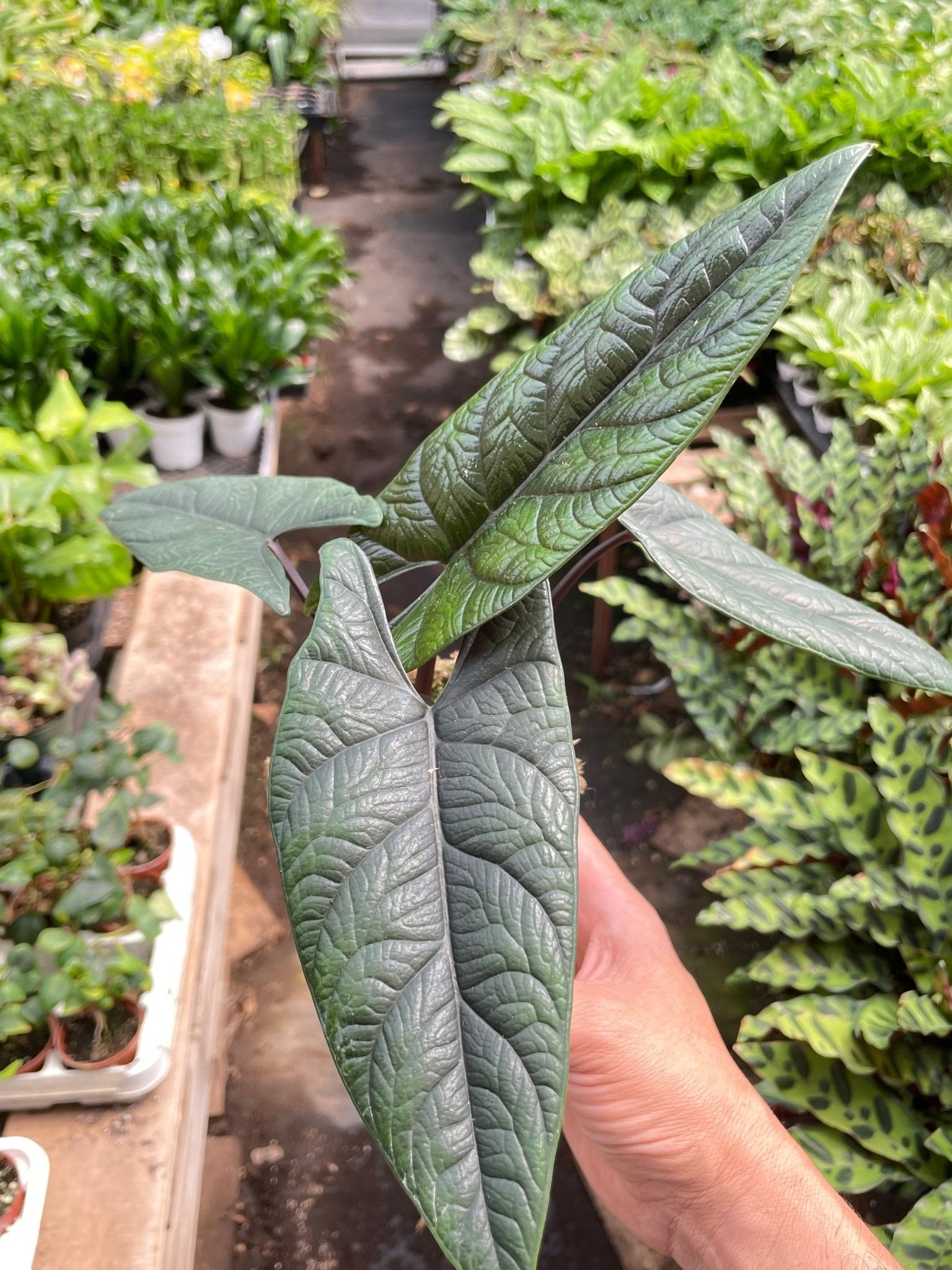 Alocasia 'Scalprum' - Planty Love Co