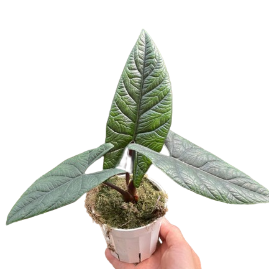Alocasia 'Scalprum' - Planty Love Co