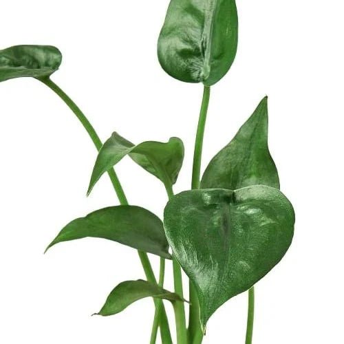 Alocasia 'Tiny Dancer' - 4" Pot - Planty Love Co