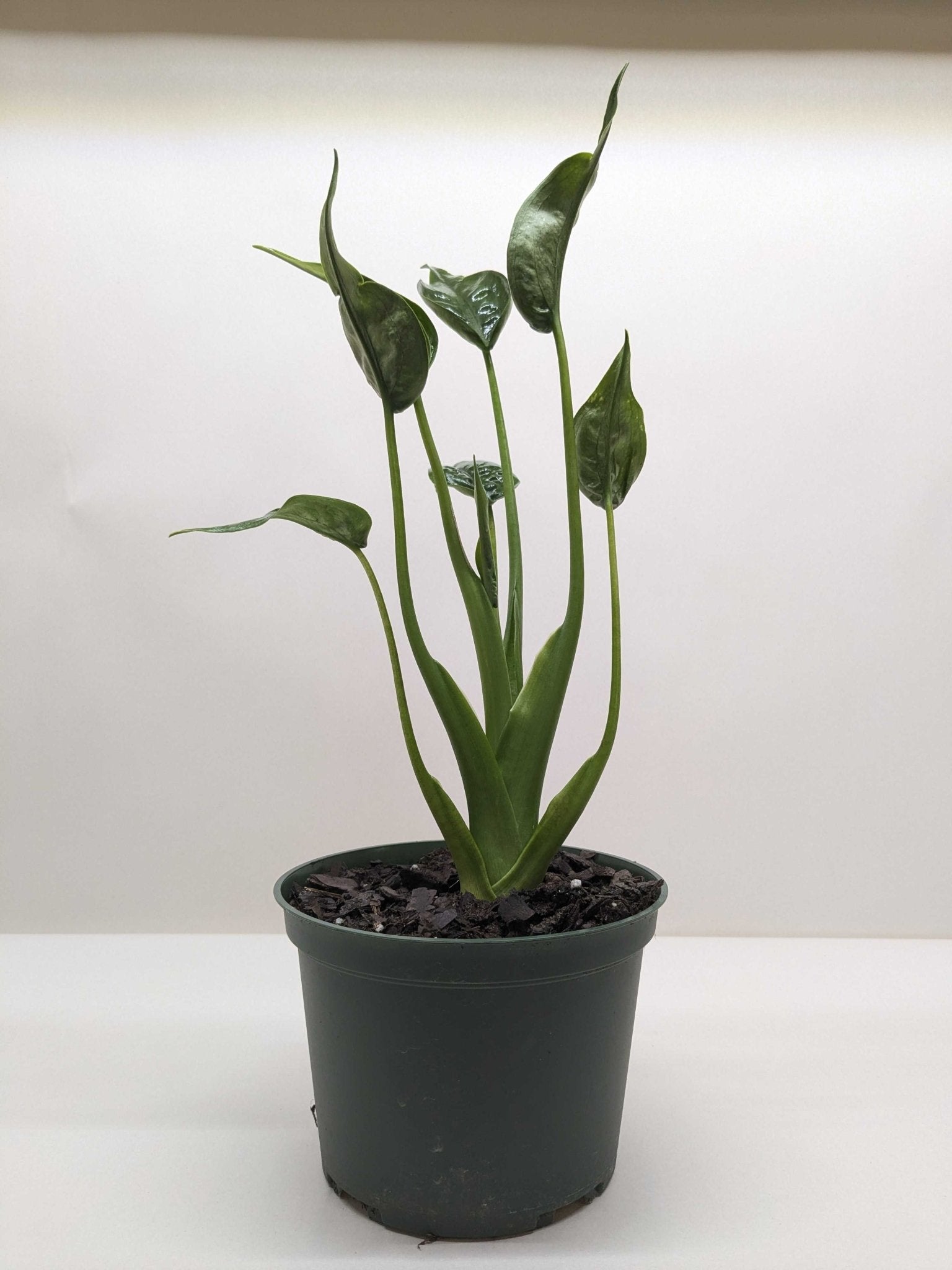 Alocasia 'Tiny Dancer' - 4" Pot - Planty Love Co