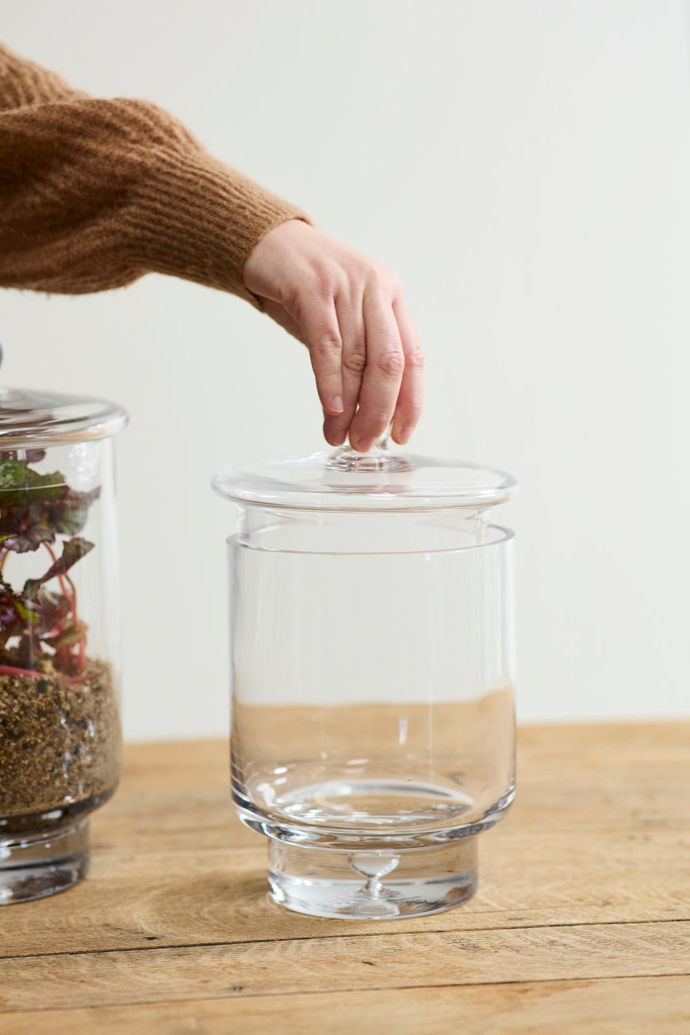 Asteridge Lidded Glass Terrarium, 6.75 x 10 inch - Planty Love Co