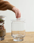 Asteridge Lidded Glass Terrarium, 6.75 x 10 inch - Planty Love Co