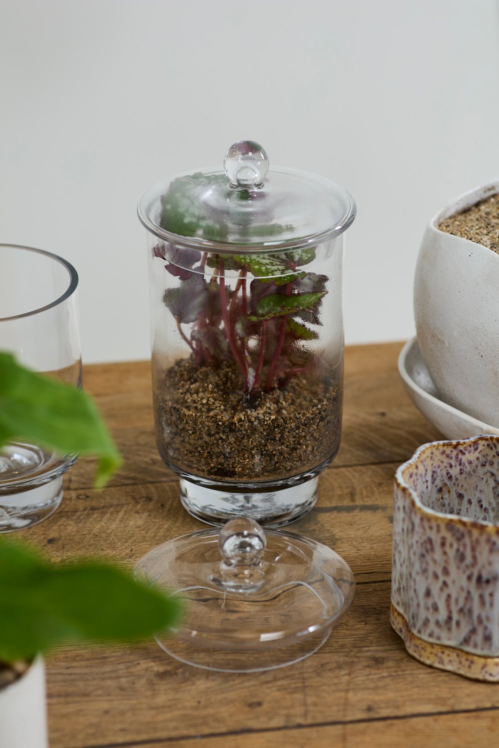 Asteridge Tall Lidded Glass Terrarium, 6.75 x 12 inch - Planty Love Co