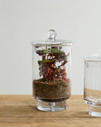Asteridge Tall Lidded Glass Terrarium, 6.75 x 12 inch - Planty Love Co