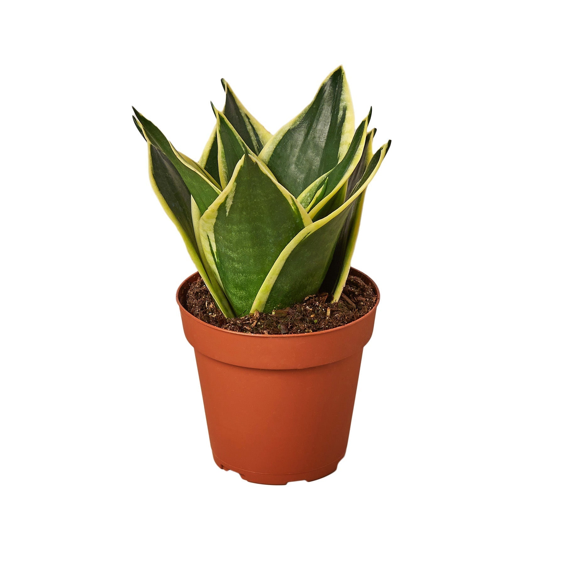Black Gold Snake Plant Live Indoor Plant (Sansevieria trifasciata), Easy Care Low Light Drought Tolerant Houseplant for Home and Office Decor - Planty Love Co