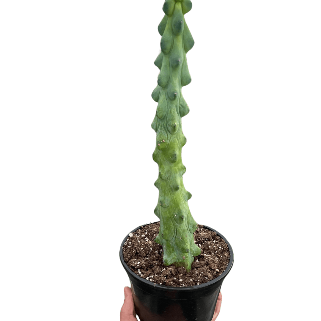 Boobie Cactus Live Indoor Plant (Myrtillocactus geometrizans), Easy Care Columnar Cactus Houseplant for Home and Office Decor - Planty Love Co