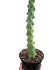 Boobie Cactus (Myrtillocactus geometrizans)