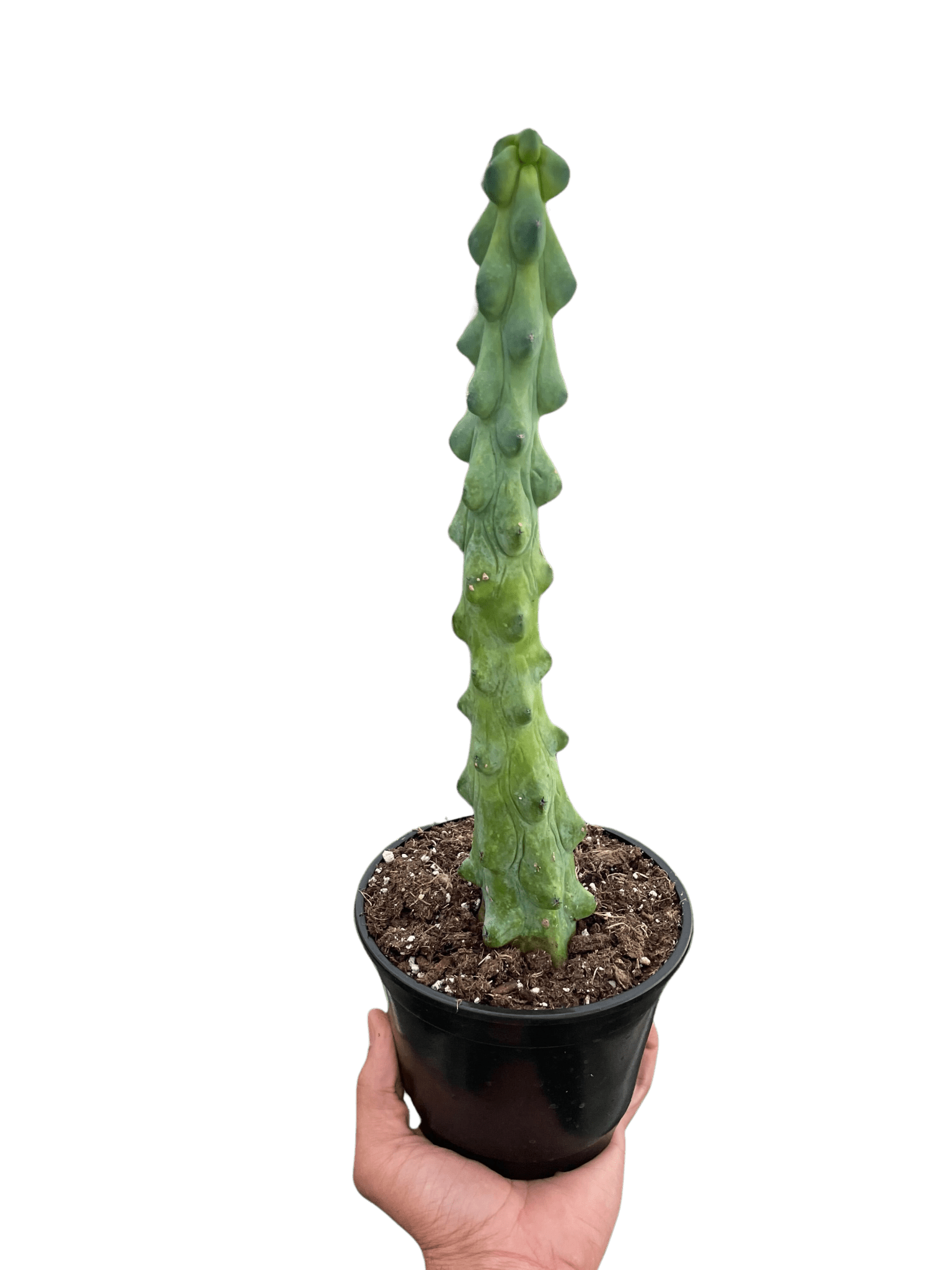 Boobie Cactus Live Indoor Plant (Myrtillocactus geometrizans), Easy Care Columnar Cactus Houseplant for Home and Office Decor - Planty Love Co