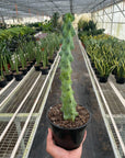 Boobie Cactus (Myrtillocactus geometrizans)