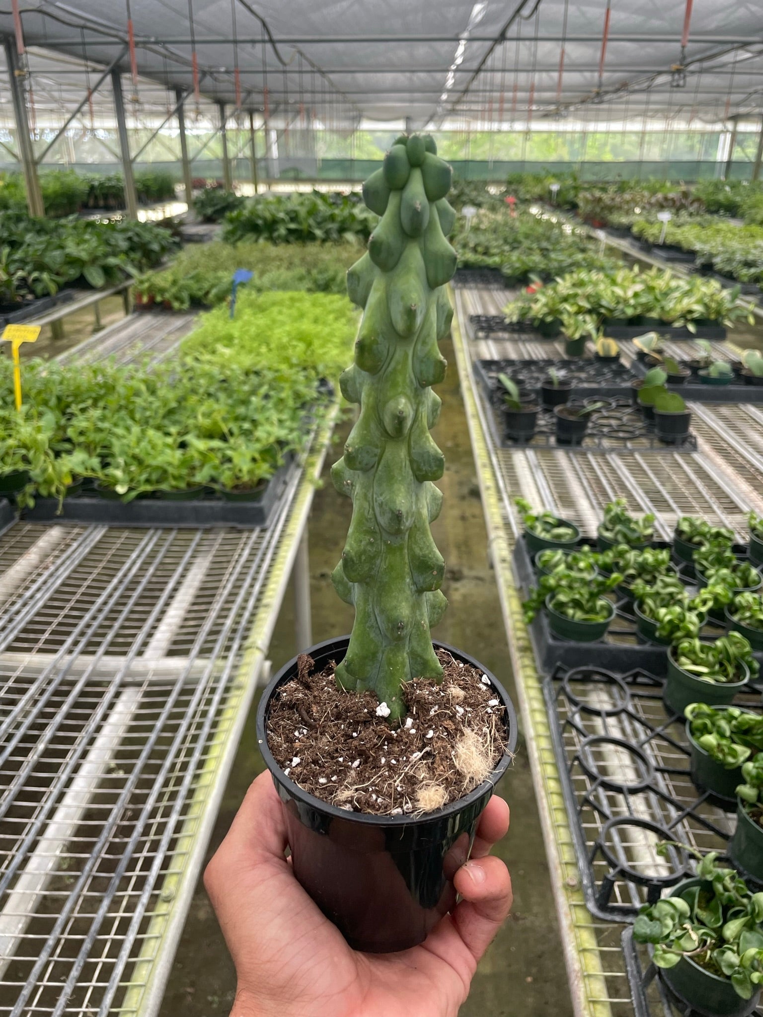 Boobie Cactus Live Indoor Plant (Myrtillocactus geometrizans), Easy Care Columnar Cactus Houseplant for Home and Office Decor - Planty Love Co