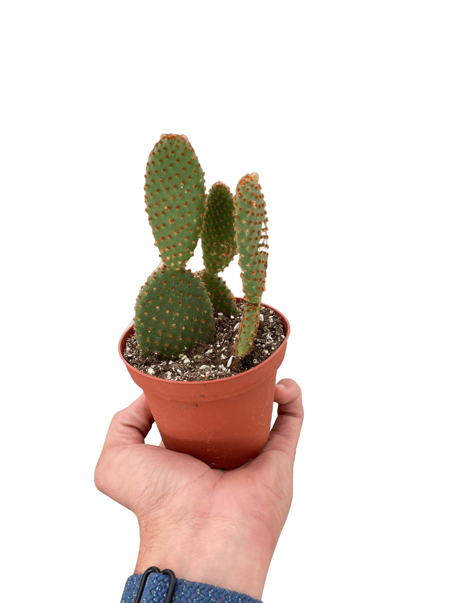 Bunny Ear Cactus Live Indoor Plant (Opuntia microdasys), Easy Care Succulent Houseplant for Home and Office Decor - Planty Love Co