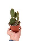Bunny Ear Cactus (Opuntia microdasys)