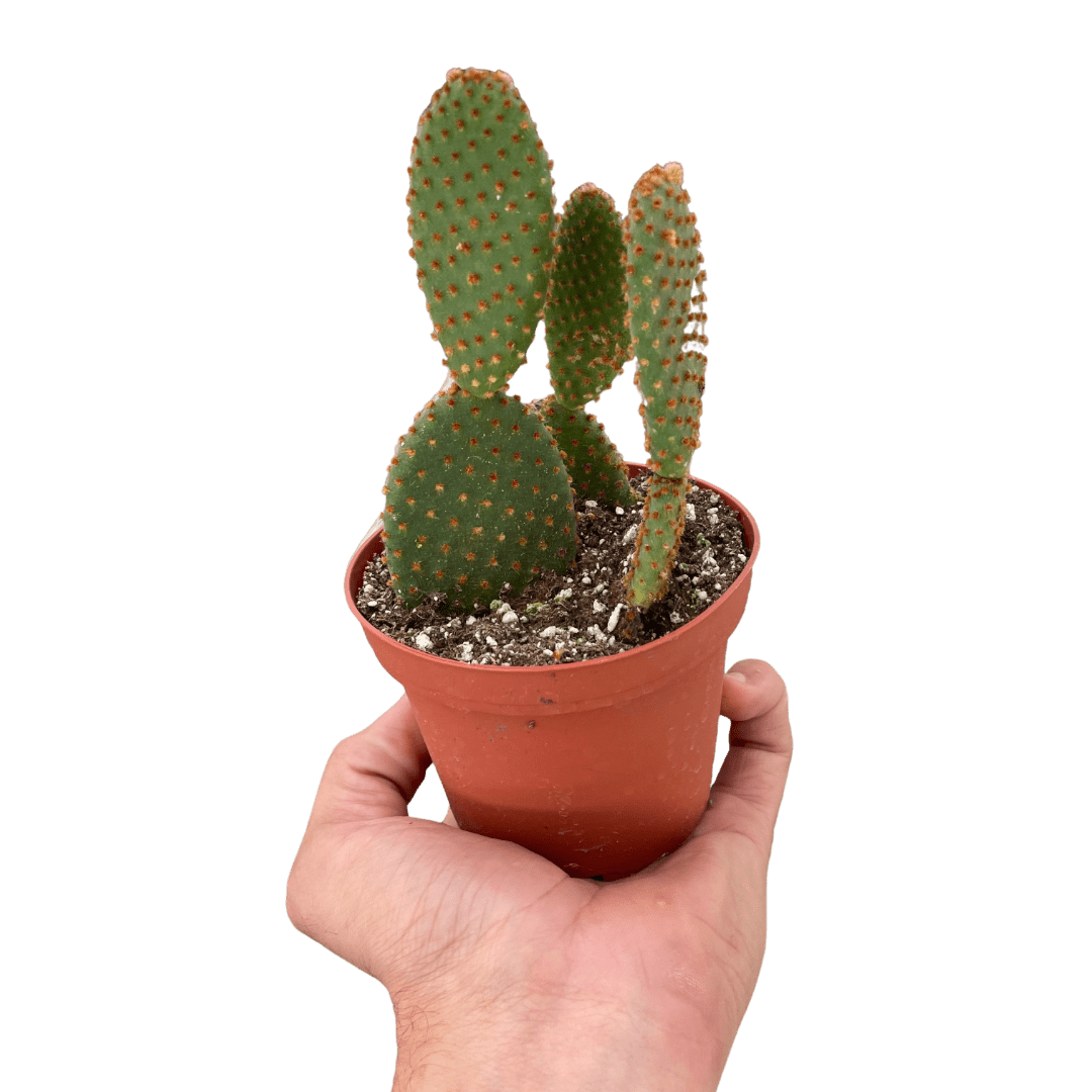 Bunny Ear Cactus Live Indoor Plant (Opuntia microdasys), Easy Care Succulent Houseplant for Home and Office Decor - Planty Love Co