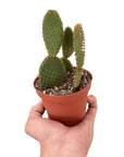 Bunny Ear Cactus (Opuntia microdasys)