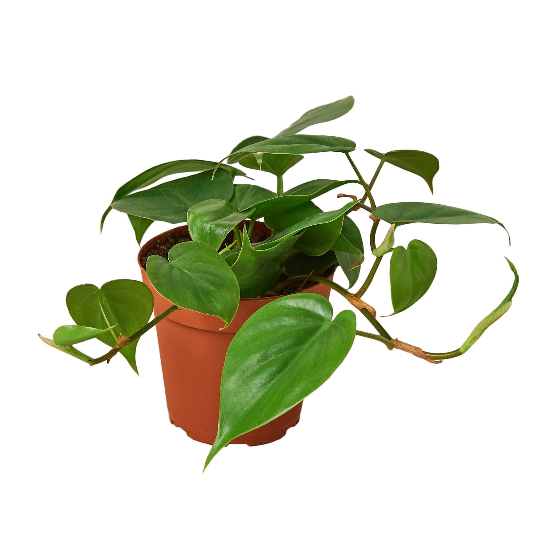 Heartleaf Philodendron Cordatum Live Indoor Plant (Philodendron hederaceum), Easy Care Trailing Houseplant for Home and Office Decor