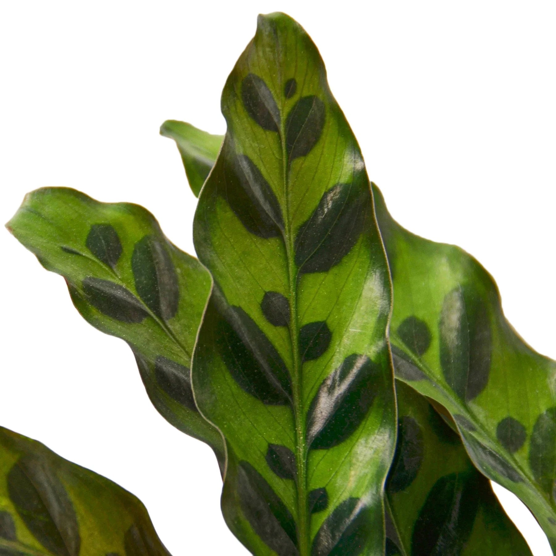 Calathea 'Rattlesnake' Live Indoor Plant (Goeppertia insignis), Easy Care Tropical Foliage Houseplant for Home and Office Decor