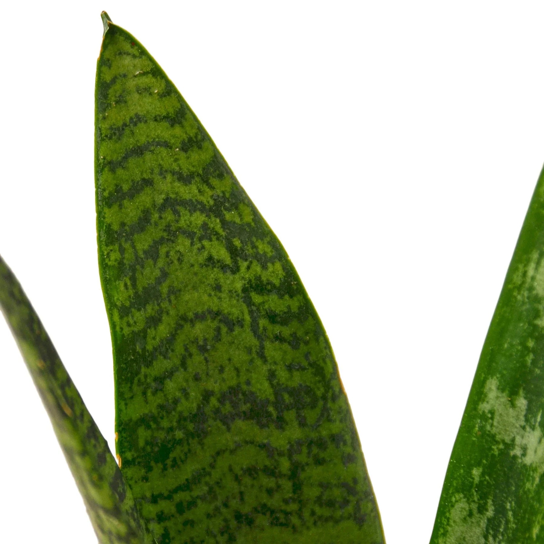 Snake Plant 'Zeylanica' Live Indoor Plant (Dracaena trifasciata), Easy Care Low Light Drought Tolerant Houseplant for Home and Office Decor
